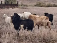 Kozioł, Saanen goat — zdjęcie 2
