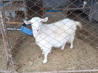 Koza, Saanen goat — foto 1