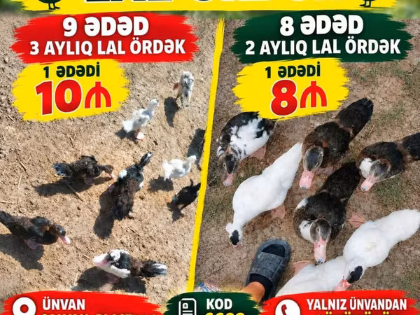 Ducks — Ázerbájdžán