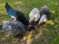 Ducks — الصورة 5