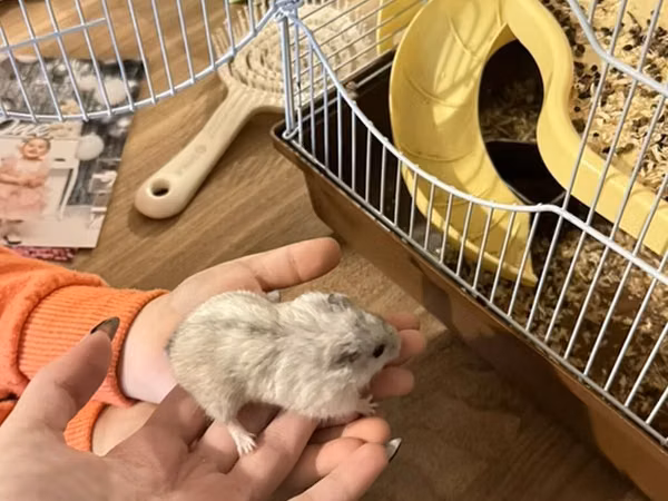 3 eded hamster qefes ve apilkasi ile birlikde verirem 2 eded bala