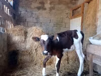 Bulle, Simmental cattle — Foto 1