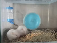 Akvaryum tipli şüşə qəfəsdə iki ağ hamster komplekti. Xüsusiyyətlər — 照片 2