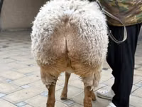 Owca, Awassi sheep — zdjęcie 5
