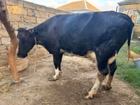 Vaca, Raza rojo-moteada — foto 2