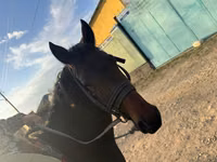 Cavalo, Cavalos — foto 4