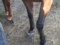Бие, Arabian horse — 8-сурет