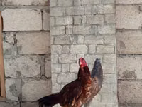 Chickens — الصورة 2