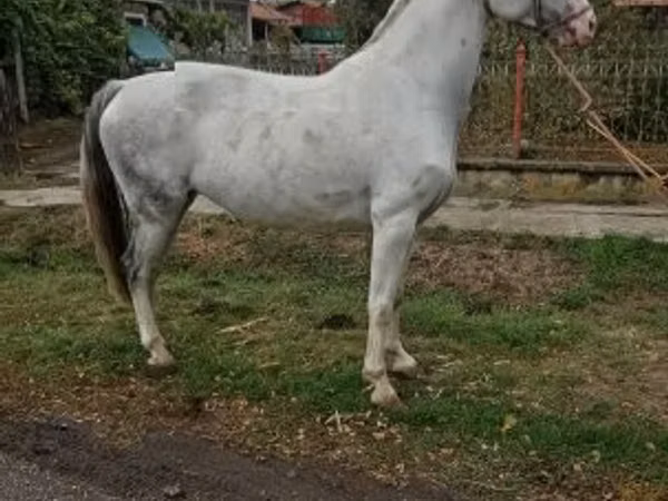კვიცი, Hungarian horse breed