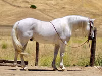 Hengst, Quarter Horse — Foto 1