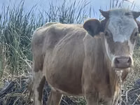 Vache, Bovins — photo 5