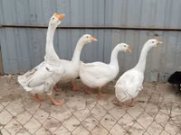 Geese — zdjęcie 2