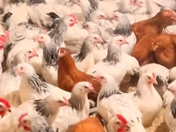 Chickens — அசர்பைஜான்