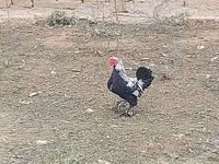 Yapon Bantam — foto 8