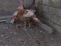 Бургонский красный — сүрөт 7