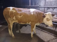 Krava, Simmental cattle — foto 5
