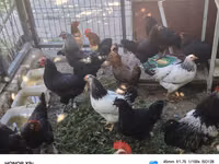 Chickens — Foto 4