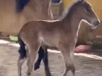 Kobyła, Paso Fino — zdjęcie 3