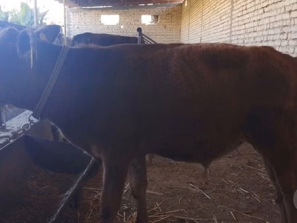 सांड, मवेशी