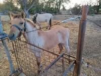 குதிரை, Welsh Cob — புகைப்படம் 2