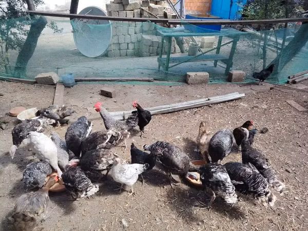 Chickens