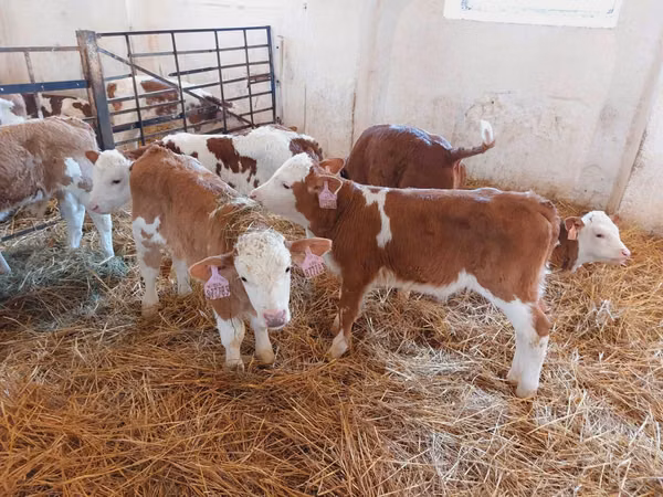 Buqa, Simmental cattle
