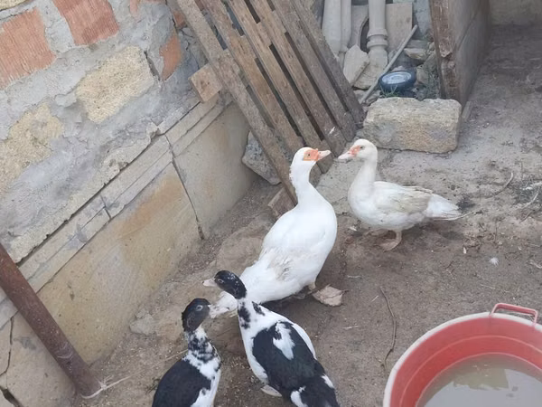 Ducks