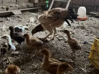 Chickens — الصورة 1