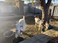 Dişi keçi, Saanen goat — foto 2
