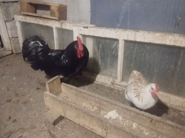 Chickens
