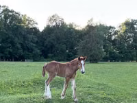 母马, Gypsy horse — 照片 3