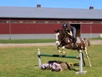 Cavalo, Pinto horses — foto 2