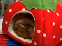 Mini donuz balası (guinea pig) üçün tam dəst ev və aksesuarlar tam — foto 5