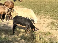 Cabra, Nubian Goat — foto 5