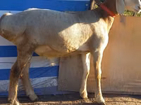Qoç, Arashan sheep — foto 2