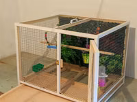 Papuqay,dovşan,hamster,şinşila,bildirçin,cücə,xamyak,pişik,quş,tısbağa — Foto 3