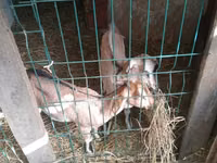 Koza, Nubian Goat — foto 5