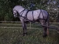 Айғыр, Lipizzaner — 4-сурет