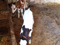 İnək, Russian Black pied cattle — foto 6