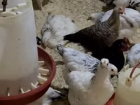 Chickens — zdjęcie 2