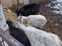 Cabras (lote, sexo no especificado), Cabras — foto 2