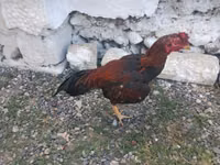 Chickens — zdjęcie 6