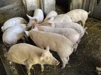 Domuzlar (parti, cinsiyet belirtilmedi), Domuzlar — foto 1
