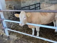 Сиыр, Charolais cattle — 4-сурет