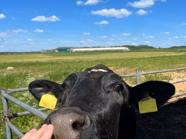 Taureau, Race Holstein