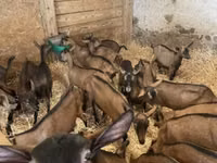Keçi, Alpine goat — foto 2