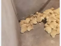 Niemiecki Pekin — zdjęcie 2