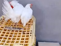 Chickens — Foto 2