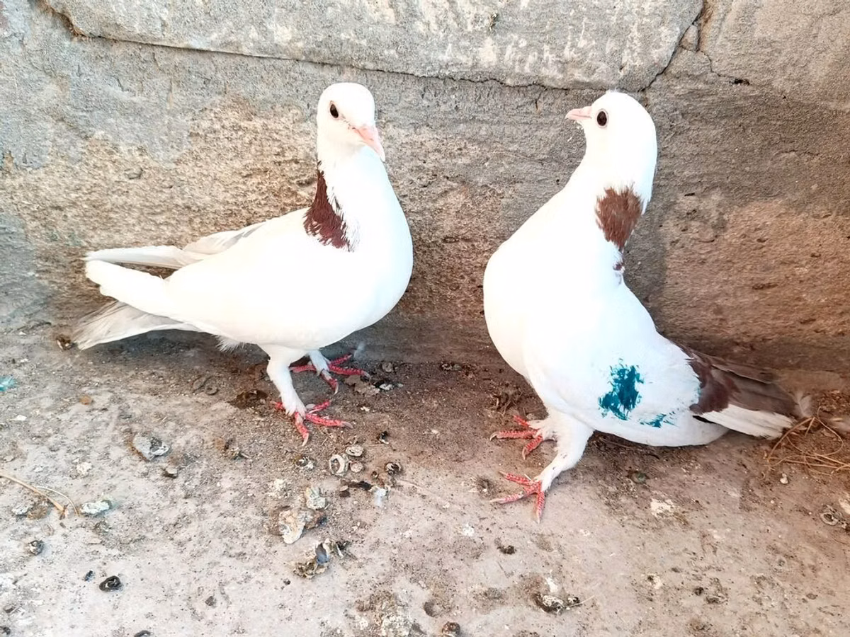 Salam gördüyünüz Qusdar satılır her ikisidə mayadi birinin uçuşu var