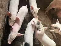 Prasnice, Prasata — foto 6